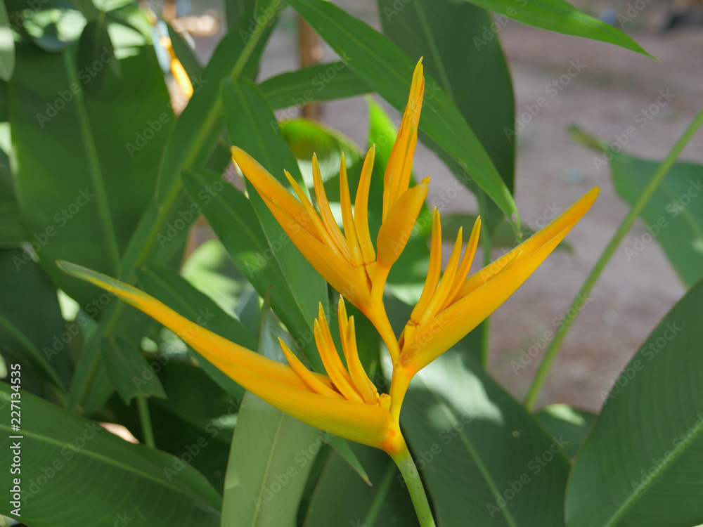 Obraz premium heliconiablüte