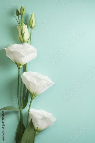 White eustoma branch on a light turquoise background