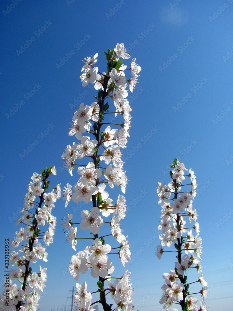 flowering tree flowering tree