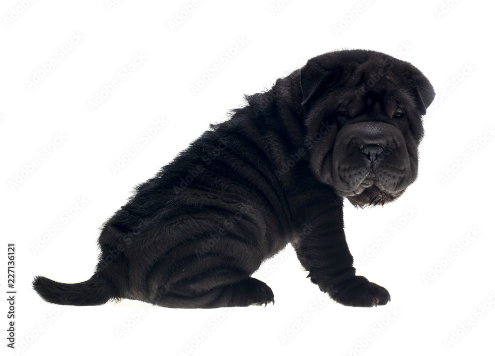Photographie portrait studio d'un chien Shar-Pei de couleur noir sur fond blanc venant de chine Photographie portrait studio d'un chien Shar-Pei de couleur noir sur fond blanc venant de chine