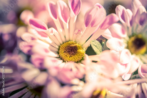 Pink and white daisy in garden