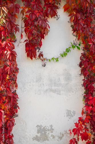 Autumn background with red leaves. Wild grape on white wall. Copy space