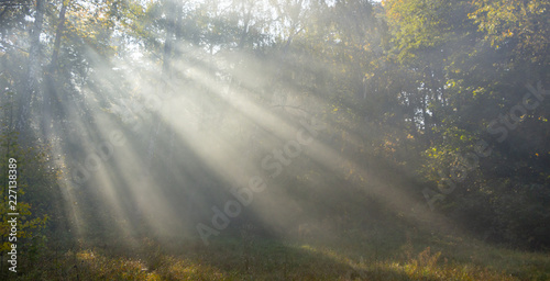 Morning freshness in a beautiful autumn face, a ray of sunshine passes through the branches of redays at dawn © maykal