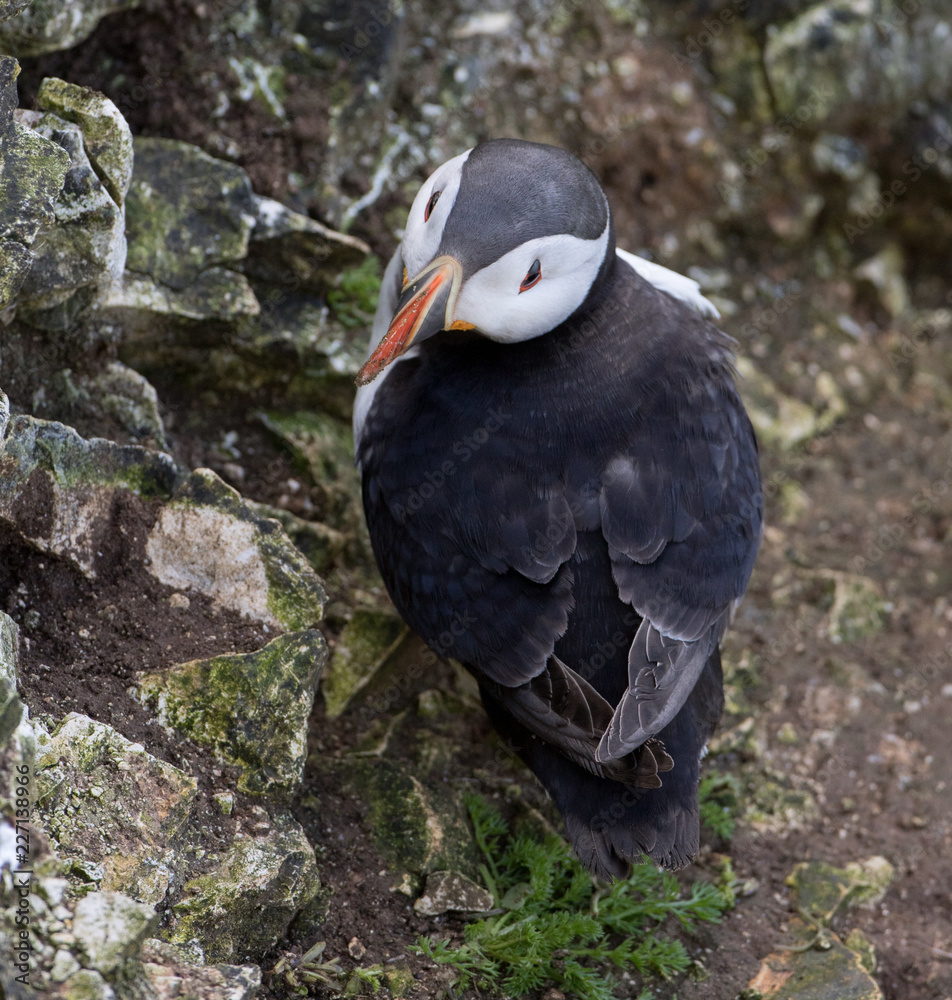 Puffin Puffin
