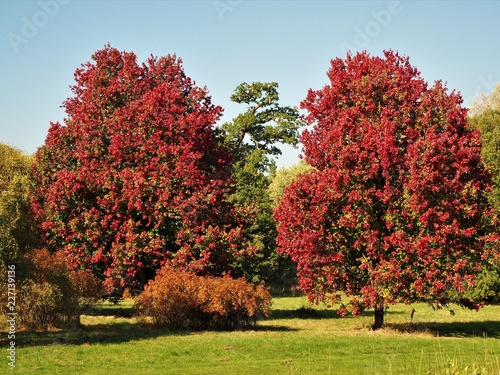Two Acer rubrum 'October Glory' maple trees with beautiful red foliage in a park