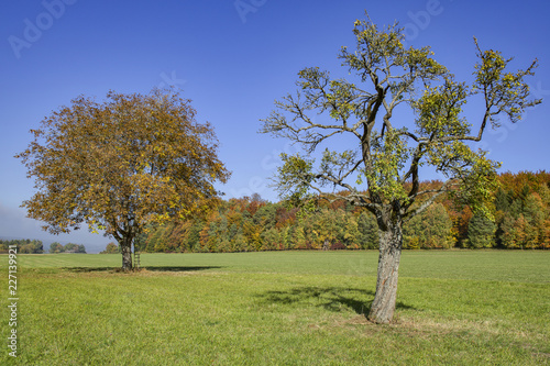 Zwei Bäume im Herbst