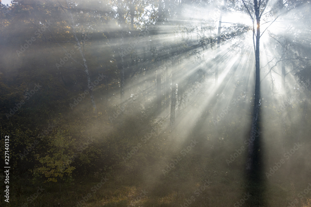 Morning freshness in a beautiful autumn face, a ray of sunshine passes through the branches of redays at dawn