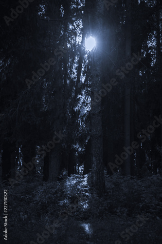 Cold moonlight in a dark night spruce forest. Branches and trunks of trees in pitch dark.