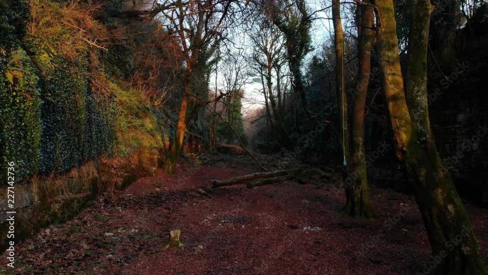 4K drone through magical forest glen at golden hour 4K drone through magical forest glen at golden hour
