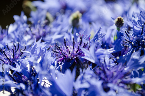 Blue Cornflower bouquet closeup in abstract background photo