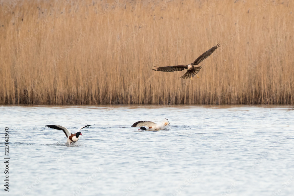 Marsh Harrier Attacking Shelduck Marsh Harrier Attacking Shelduck