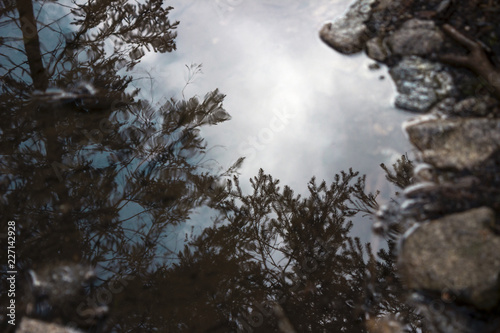 Reflection of pine trees in a puddle in the forest, background, wet autumn