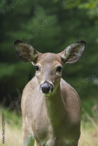 Deer Standing in Forest