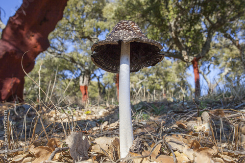 Huge Coprinopsis picacea growing between harvested cork trees at dehesa forest, Extremadura photo