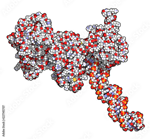 Poly (ADP-ribose) polymerase 1 (PARP-1) DNA damage detection protein. Target of cancer drug development. 3D rendering, atoms are represented as spheres with conventional color coding. photo