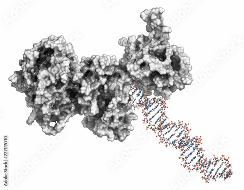 Poly (ADP-ribose) polymerase 1 (PARP-1) DNA damage detection protein. Target of cancer drug development. 3D rendering, ball & stick representation (DNA) combined with surfaces (protein). photo