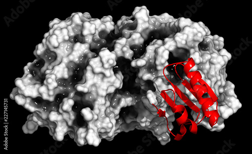 Proprotein convertase subtilisin kexin type 9 (PCSK9) protein. 3D rendering, cartoon representation (pro-domain) combined with semi-transparent surfaces (remainder). photo