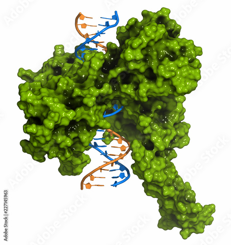 Topoisomerase I (topo I) DNA binding enzyme. Target of a number of chemotherapy drugs used against cancer. 3D rendering. Cartoon representation (DNA) combined with surfaces (protein). photo