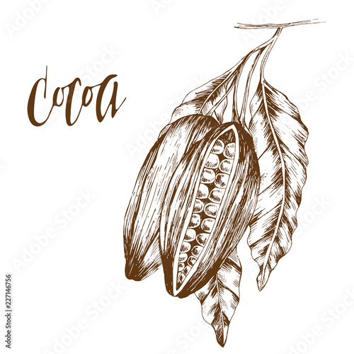Cocoa, hand drawn vector