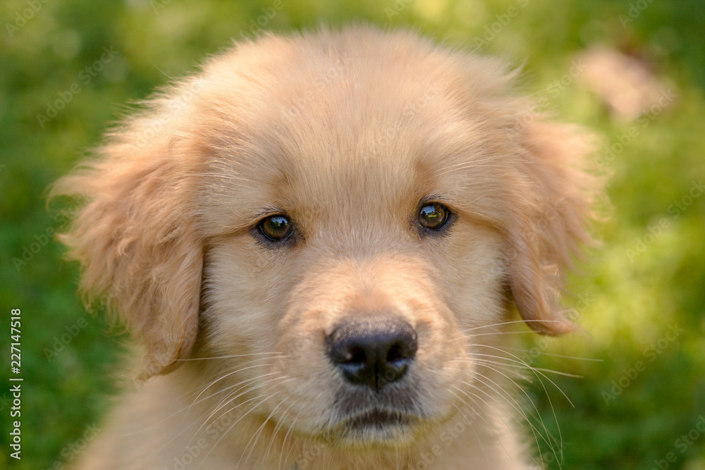 golden retriever puppy