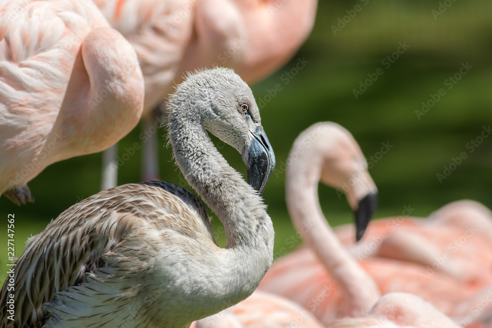 Fototapeta premium Juvenile Chilean flamingo bird. Gray chick amongst pink adults.