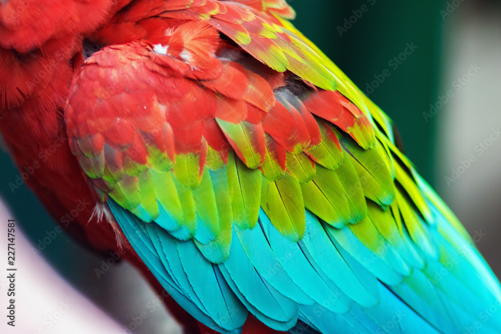 Fototapeta premium Colorful feathers of a Scarlet Macaw
