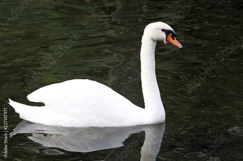 White swan swimming in calm water