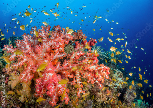 Bunte Rifflandschaft mit Korallen beim Tauchen auf den Philippinen