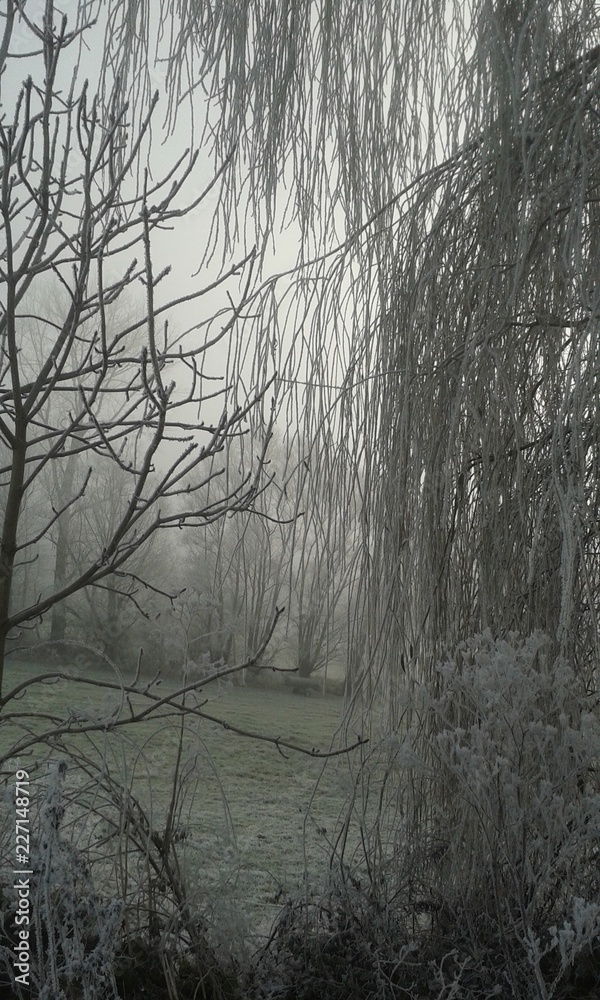 Fototapeta premium Eis Frost Winter Baum