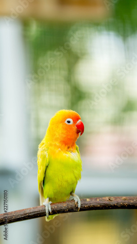 cute and colorful lovebird agapornis fischery perching on the branch photo