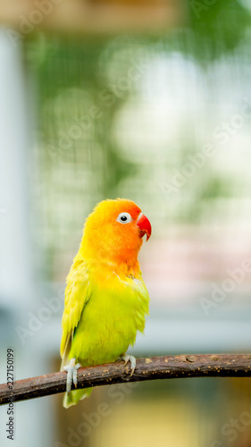 cute and colorful lovebird agapornis fischery perching on the branch