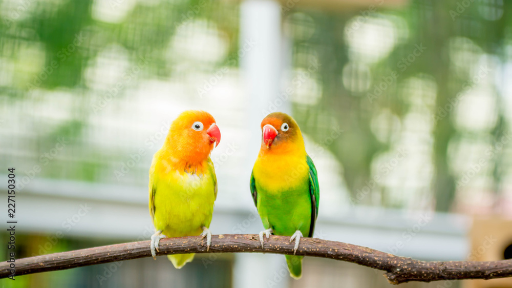 Obraz premium pair of lovebird agapornis fischery perching on the branch