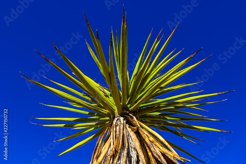 Closeup of a Mojave Yucca Cactus in the Nevada Desert with a Clear Blue Sky