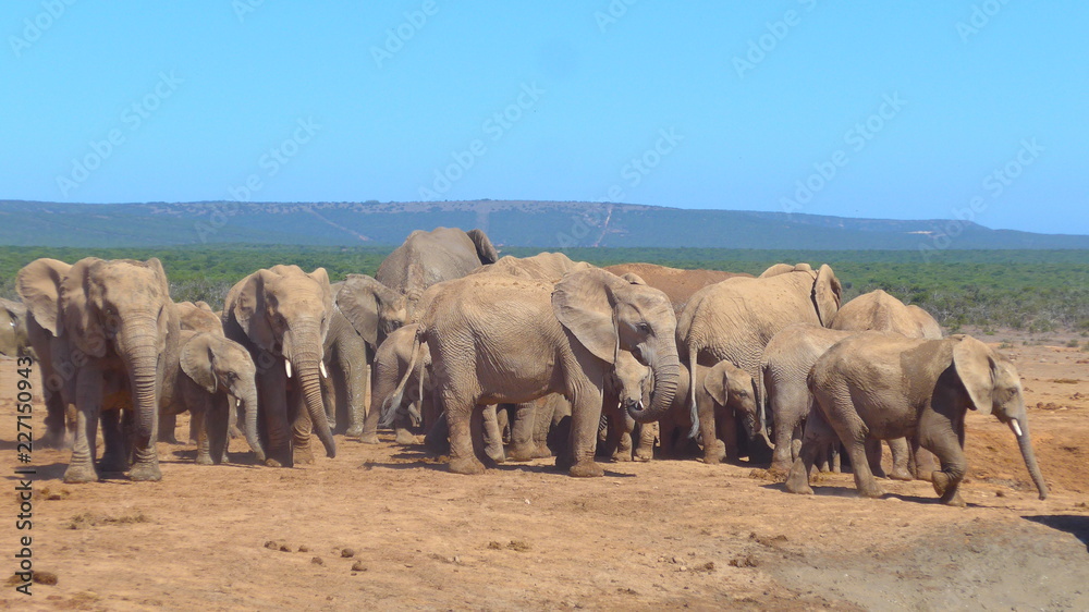 Elefants at a water hole in the wilderness of Africa Elefants at a water hole in the wilderness of Africa
