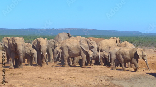 Elefants at a water hole in the wilderness of Africa