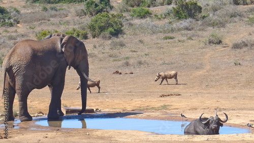 Elefant and a water buffalo at a water hole in the wilderness of Africa