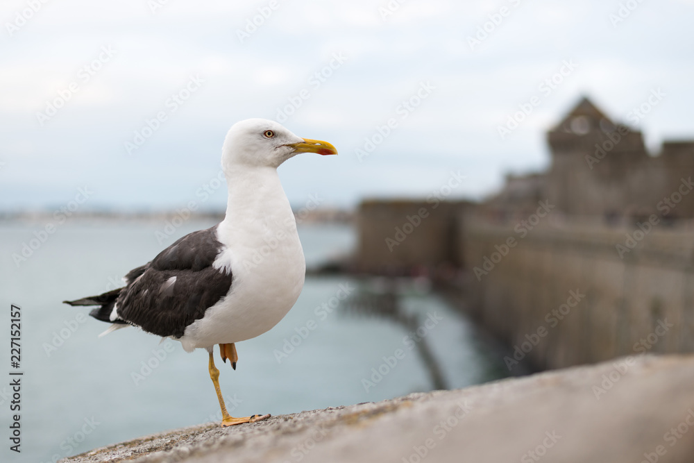 Lesser black backed gull standing on one foot on the wall of Saint Malo Lesser black backed gull standing on one foot on the wall of Saint Malo