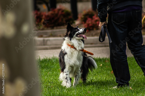 Un chien fidèle à son maître