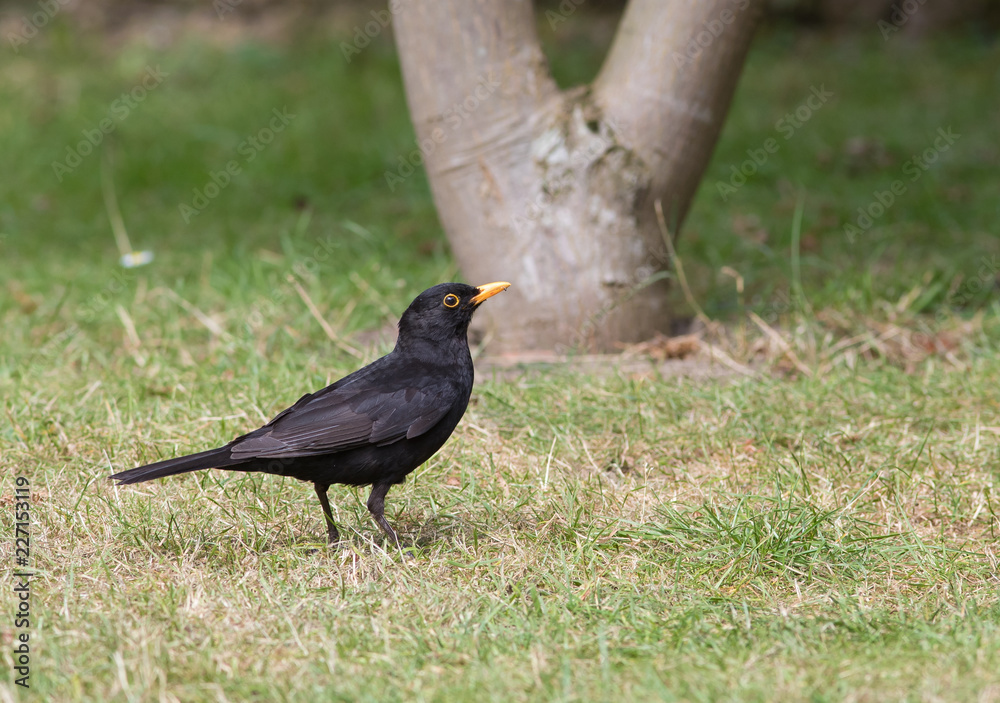 Obraz premium Blackbird