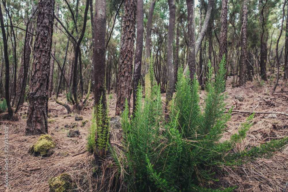 small pine tree branches growing on forest ground - small pine tree branches growing on forest ground -