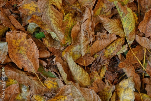 brown plant natural texture of dried fallen leaves © butus