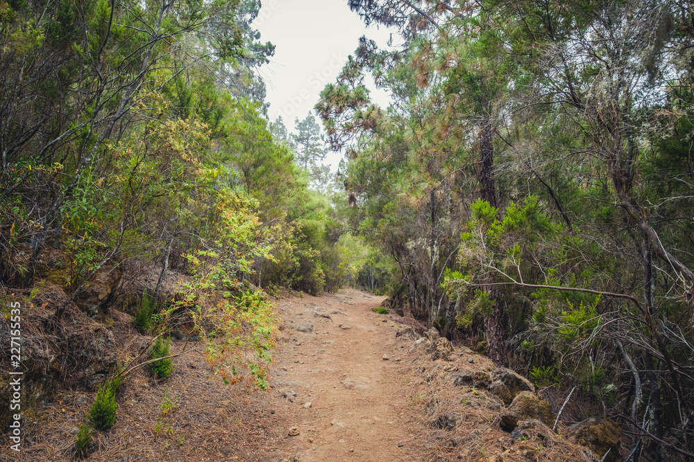 hiking path trough forest landscape - walkway in wilderness hiking path trough forest landscape - walkway in wilderness