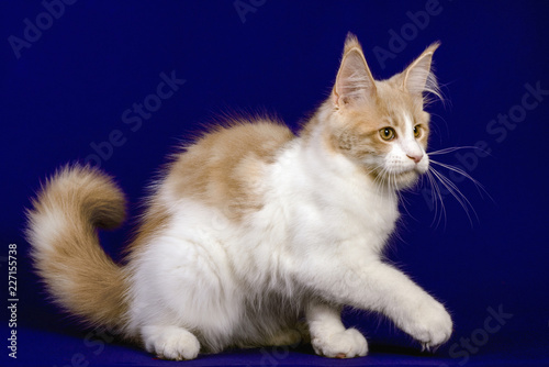 Pretty maine coon kitten in studio, blue background, isolated.