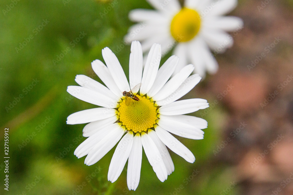 Obraz premium White daisy with bee - horizontal