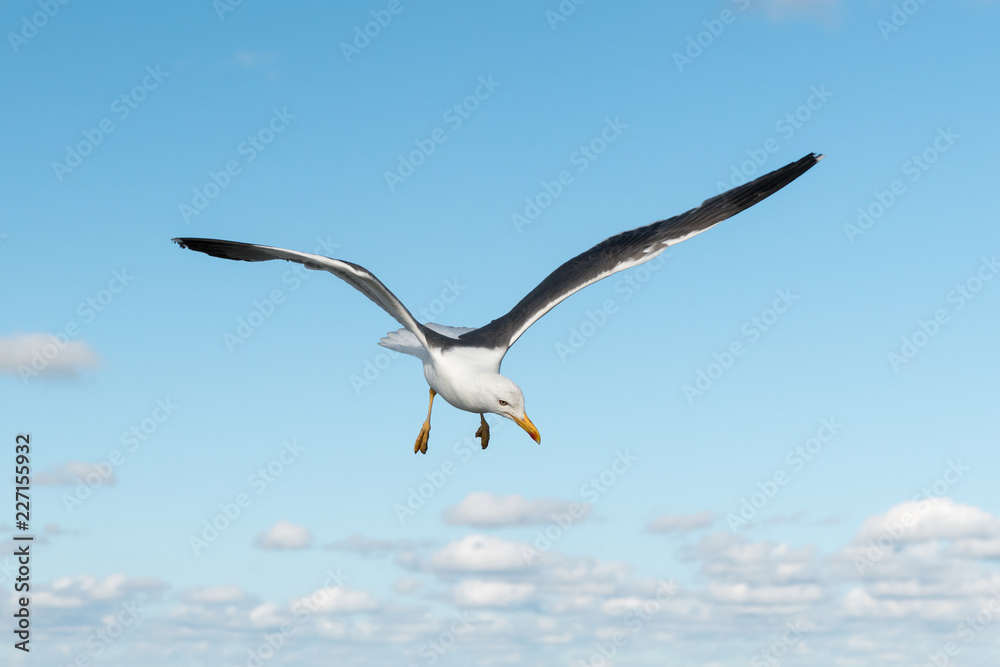 Lesser black backed gull in flight on a sunny day in summer Lesser black backed gull in flight on a sunny day in summer