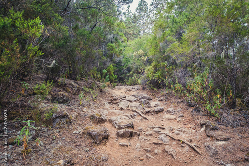 hiking path trough forest landscape -  walkway in wilderness