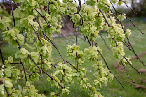 The minty green blossoms and seeds of a weeping elm tree in springtime photo