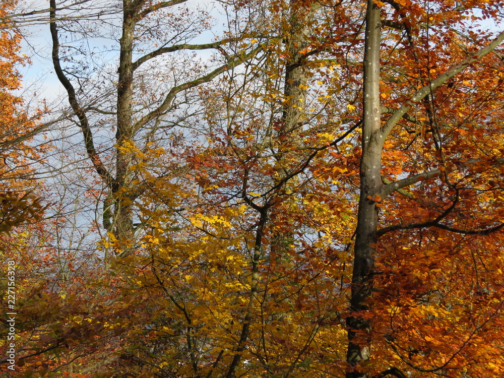 Yellow and orange autumn leaves in forest, trees and blue sky