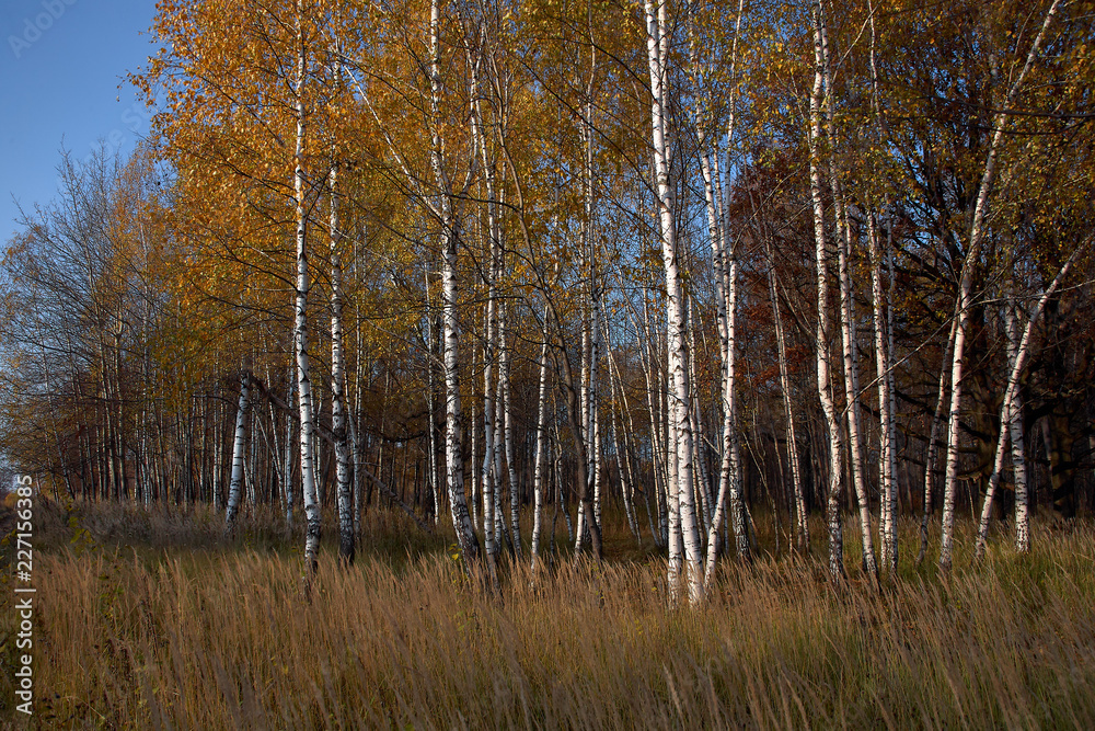 Falling oak leaves on the scenic autumn forest illuminated.