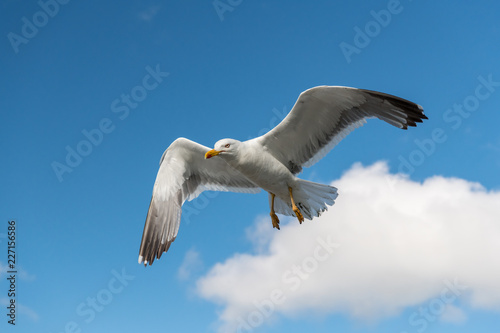 Lesser black backed gull in flight on a sunny day in summer